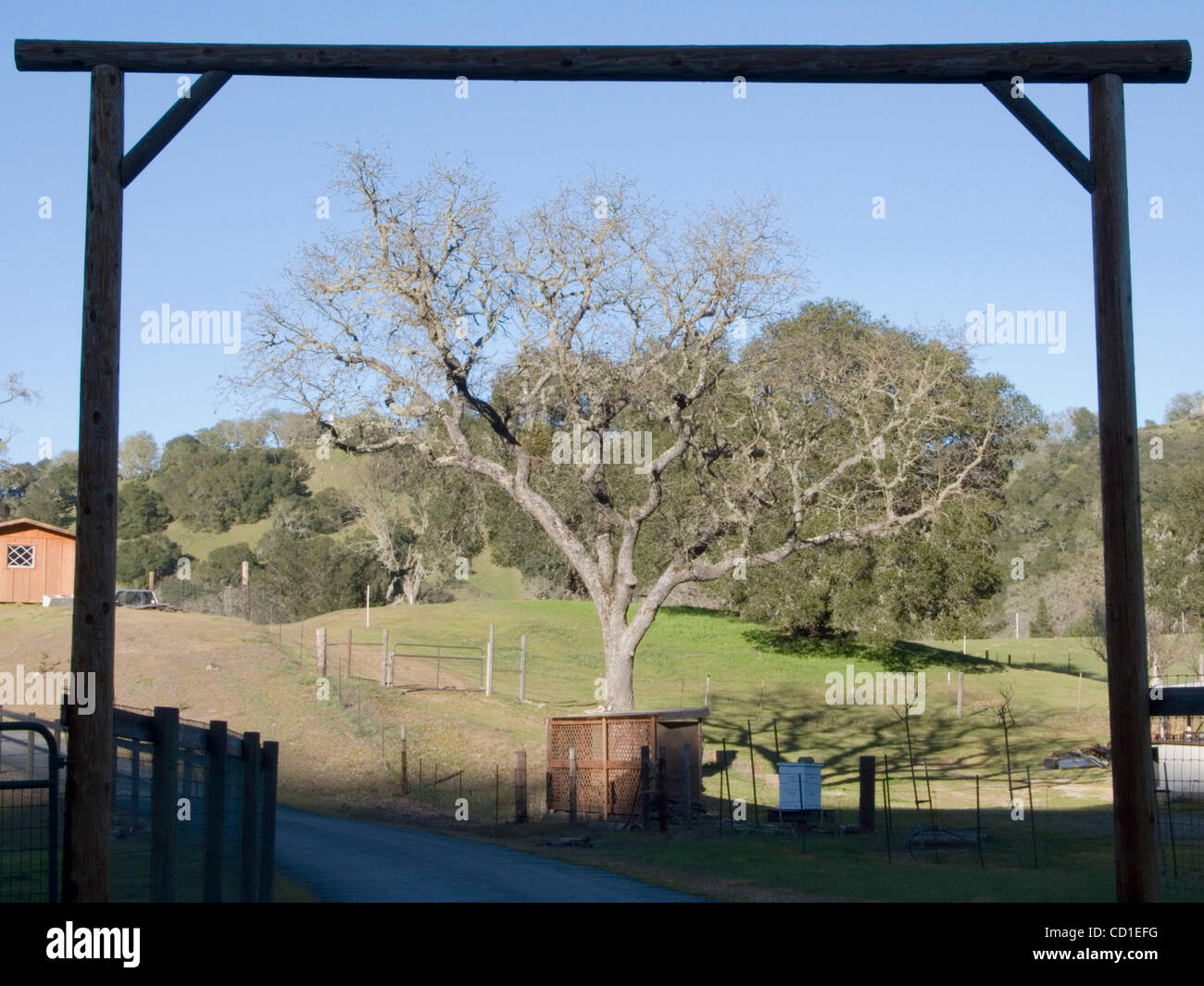 Barren tree branches in early spring in Atascadero, California Stock