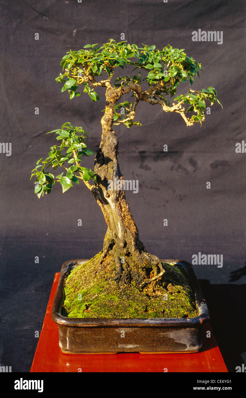 PRM 86364 nyctanthes arbor tristis bonsai tree parijat jin style