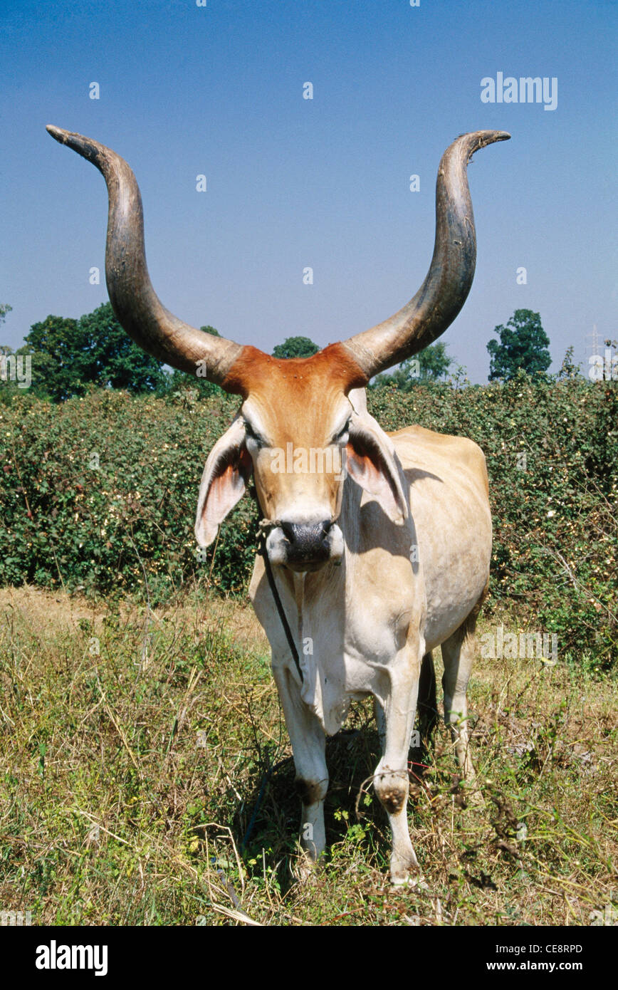 Cow With Large Horns Gujarat India Asia Stock Photo Alamy