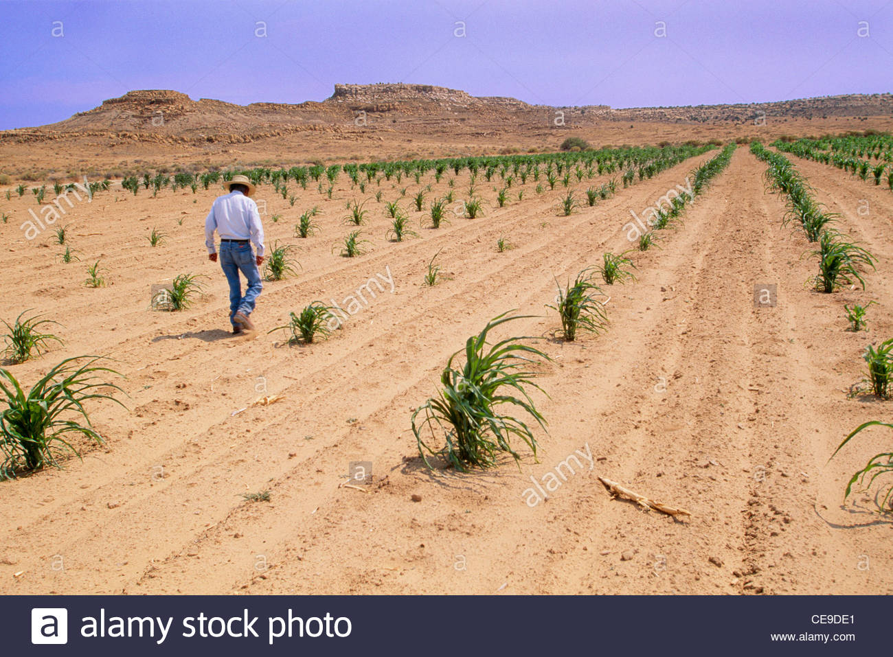 Hopi Dry Farming: Desert Agricultural Techniques Without Irrigation