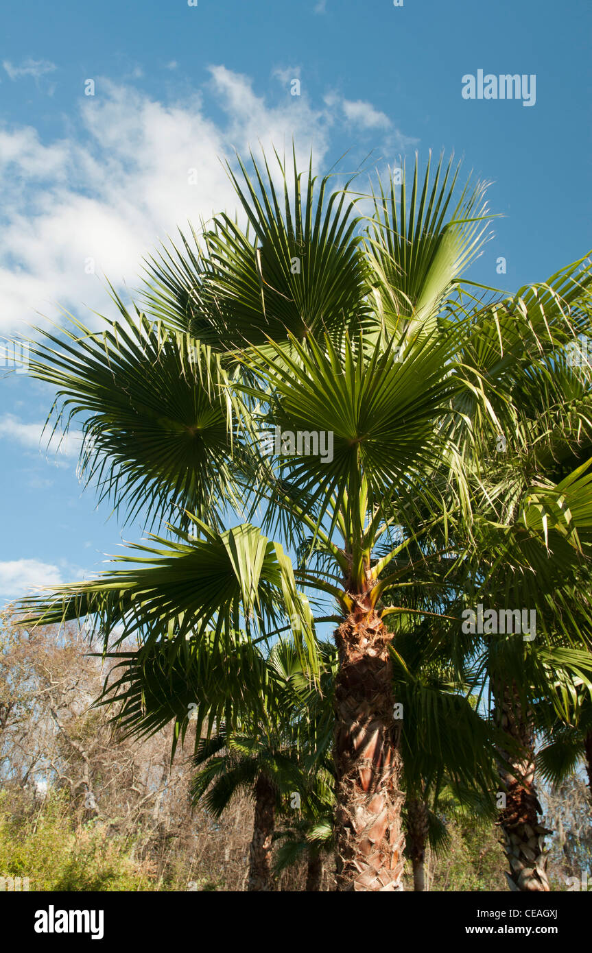 How far north do palm trees grow?