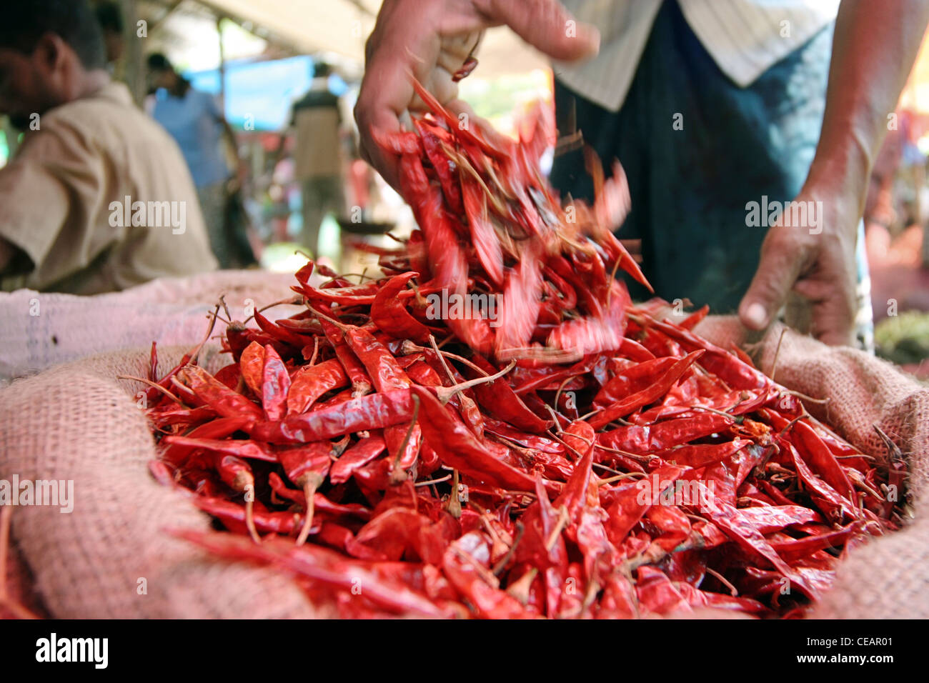 A Man Puts His Hand Through A Sack Of Dried Red Chilli Hikkaduwa