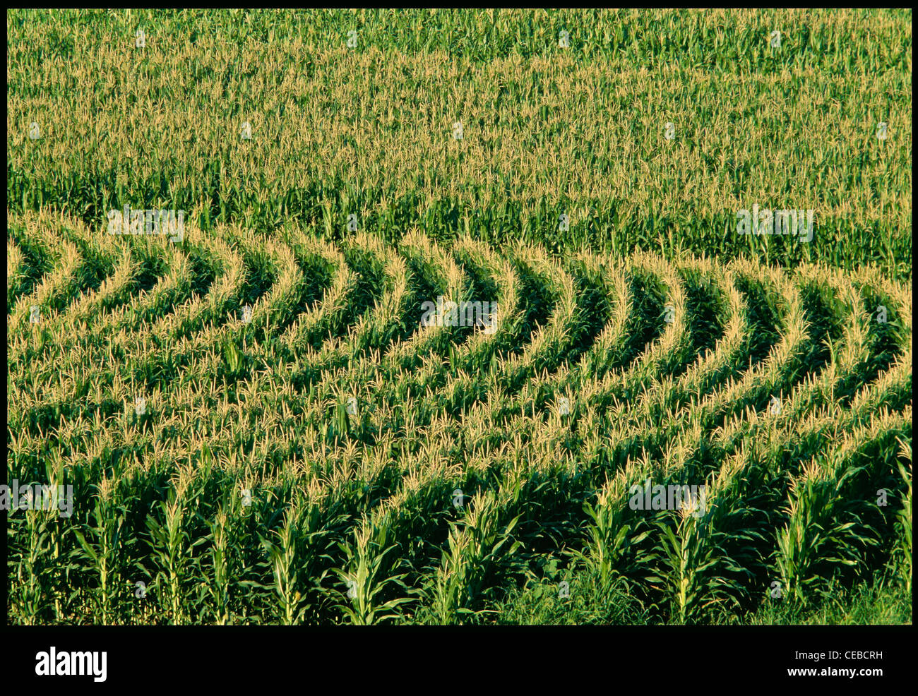 Corn Fields in Iowa, USA Stock Photo, Royalty Free Image 43277461 Alamy