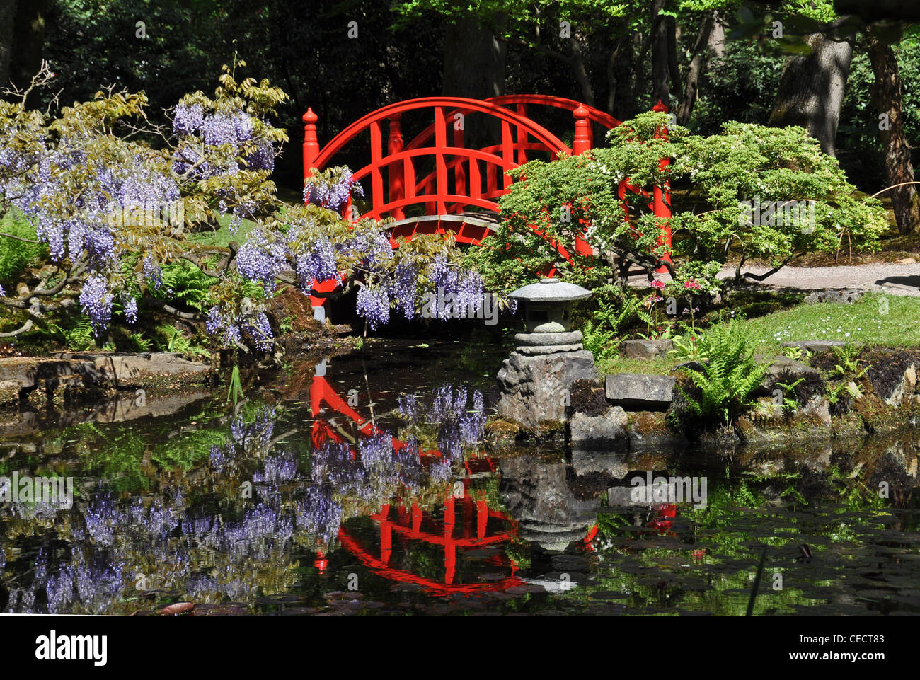Red Japanese Garden Bridge red bridge in japanese garden, the hague, netherlands, europe Red Japanese Garden Bridge red bridge in japanese garden, the hague, netherlands, europe