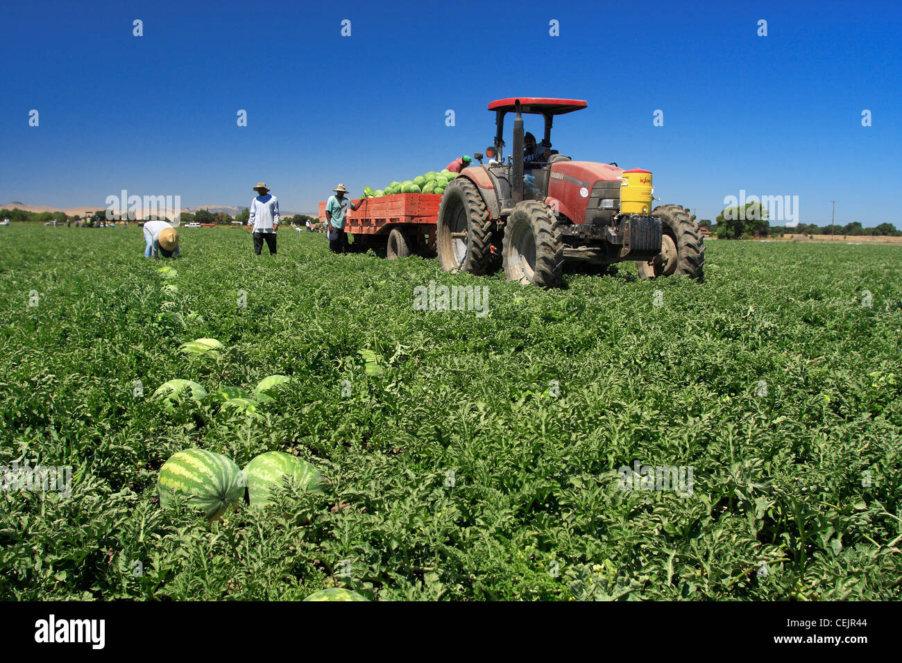Agriculture A field crew hand harvesting watermelons / near Tracy Stock Photo, Royalty Free