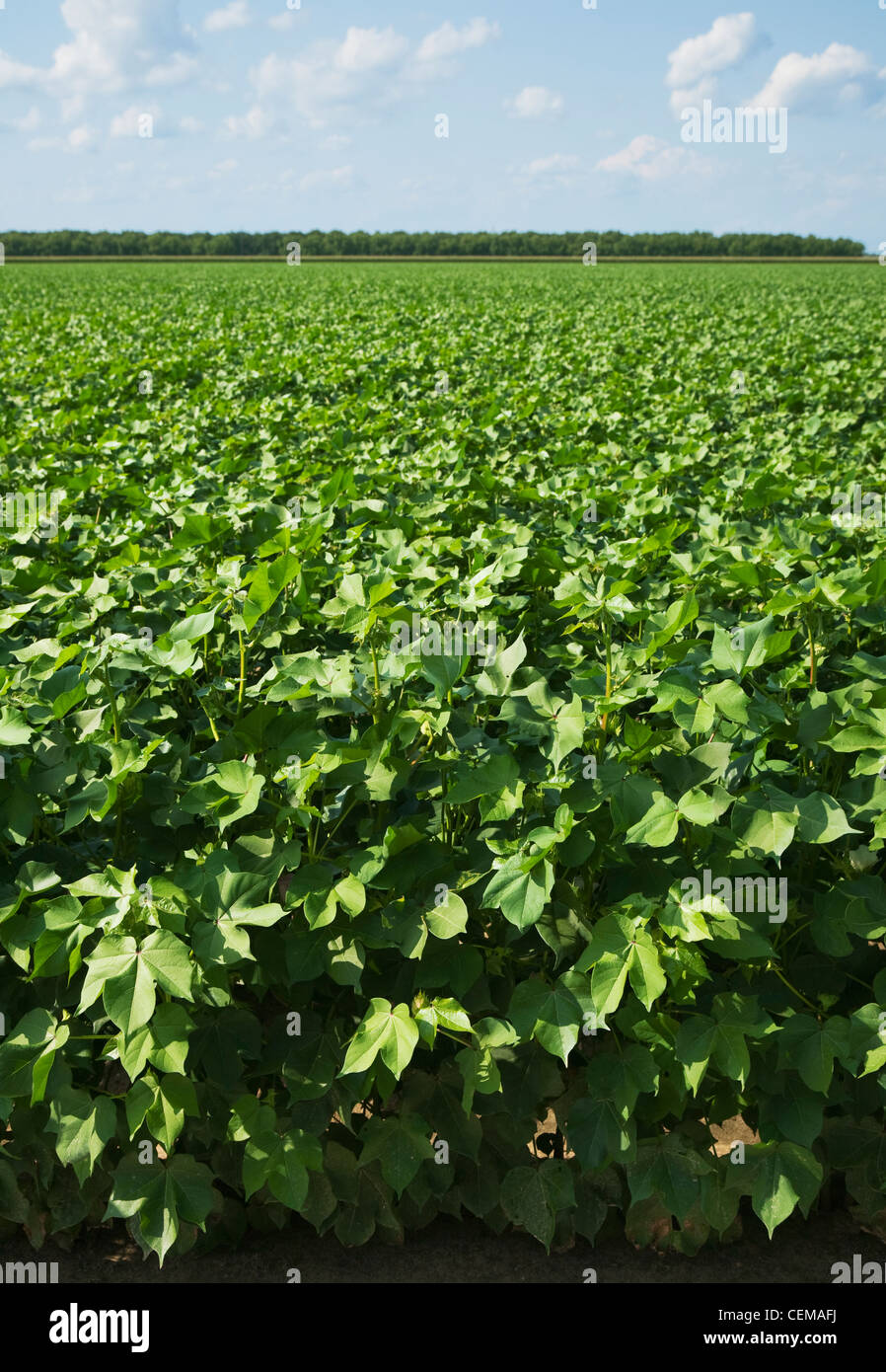Field of healthy mid growth cotton at the mid bloom stage, showing