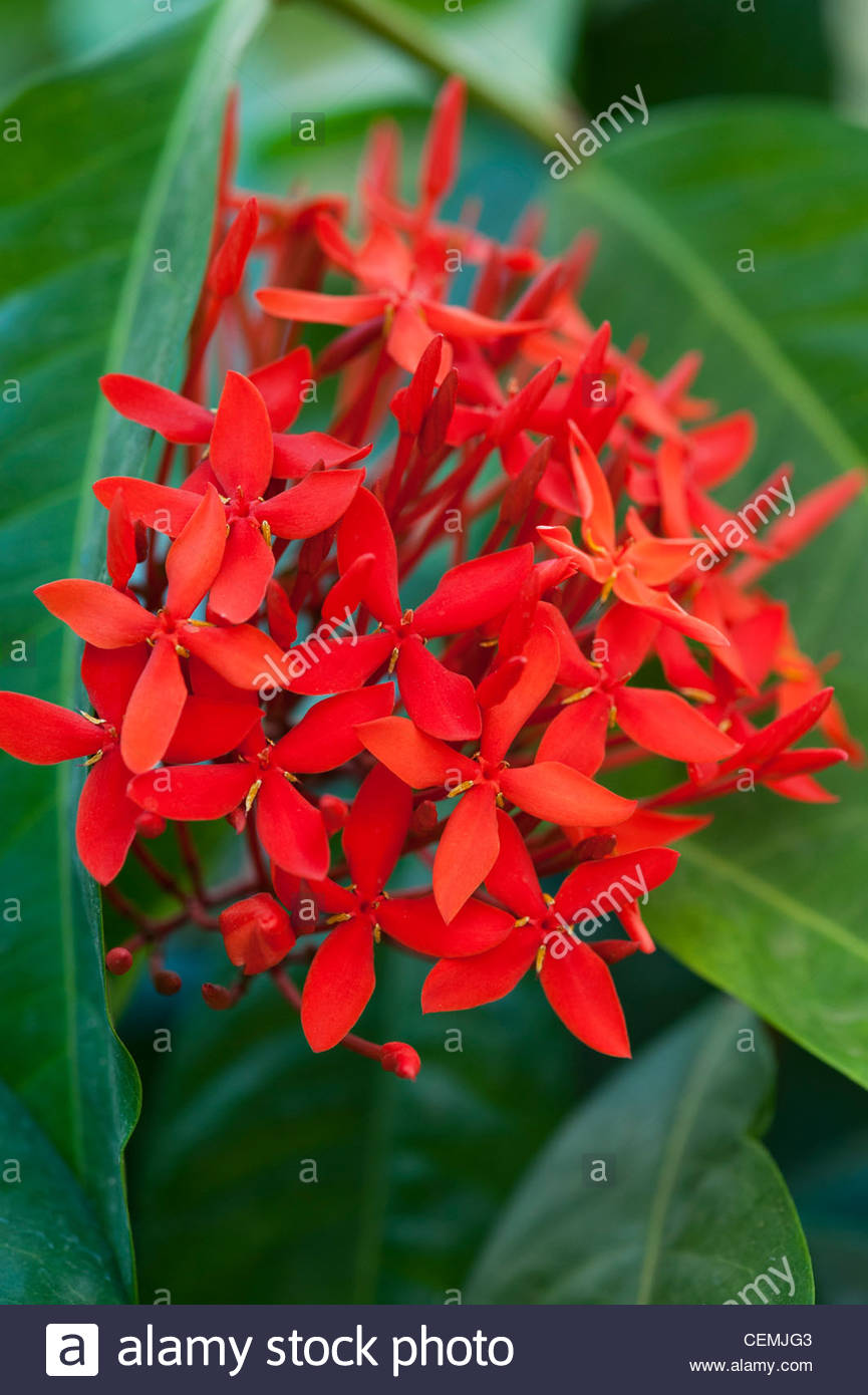 Ixora coccinea. Jungle Geranium, Flame of the Woods, Jungle Flame Stock