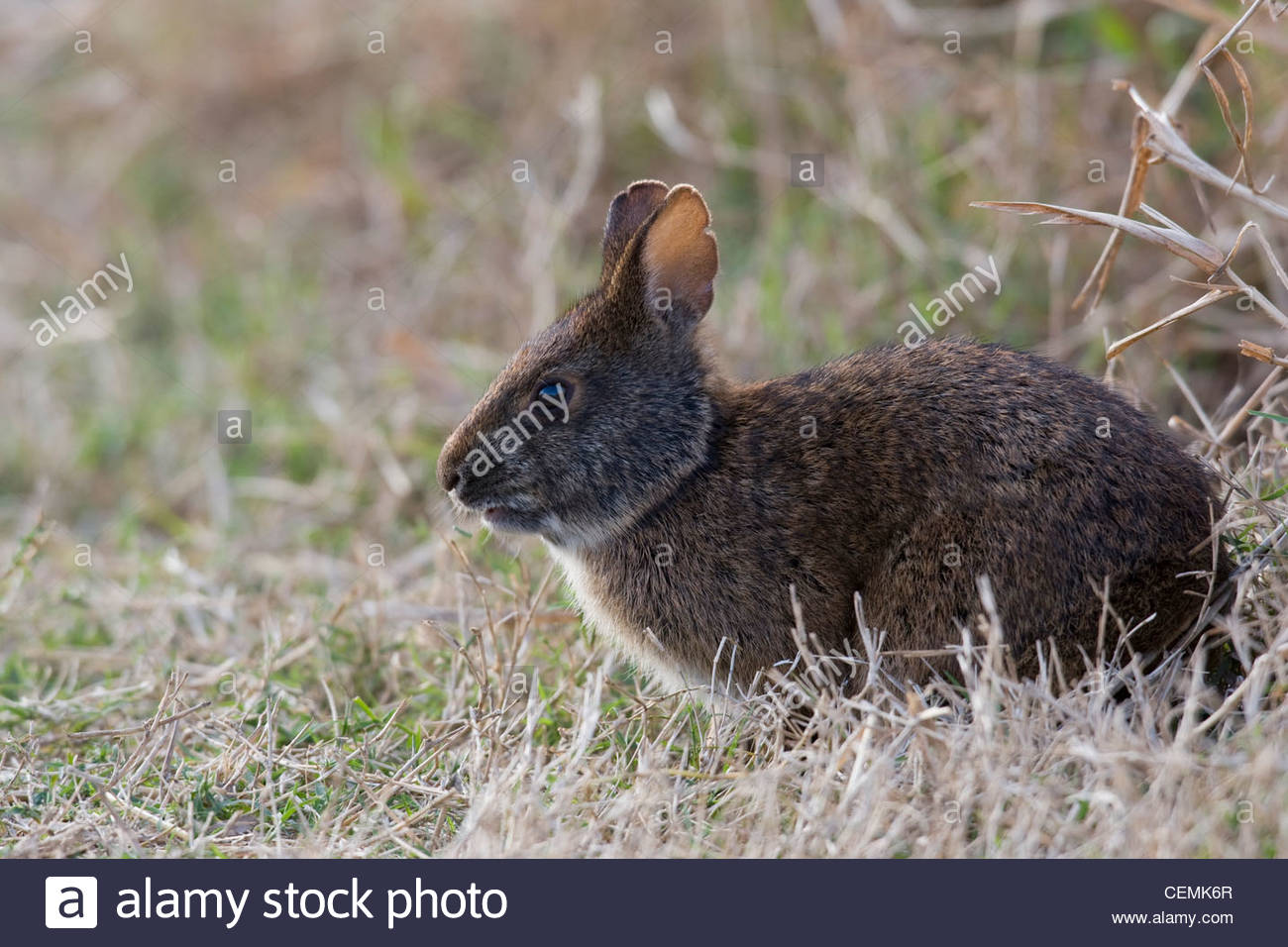 Marsh Rabbit (Sylvilagus palustris Stock Photo, Royalty Free Image