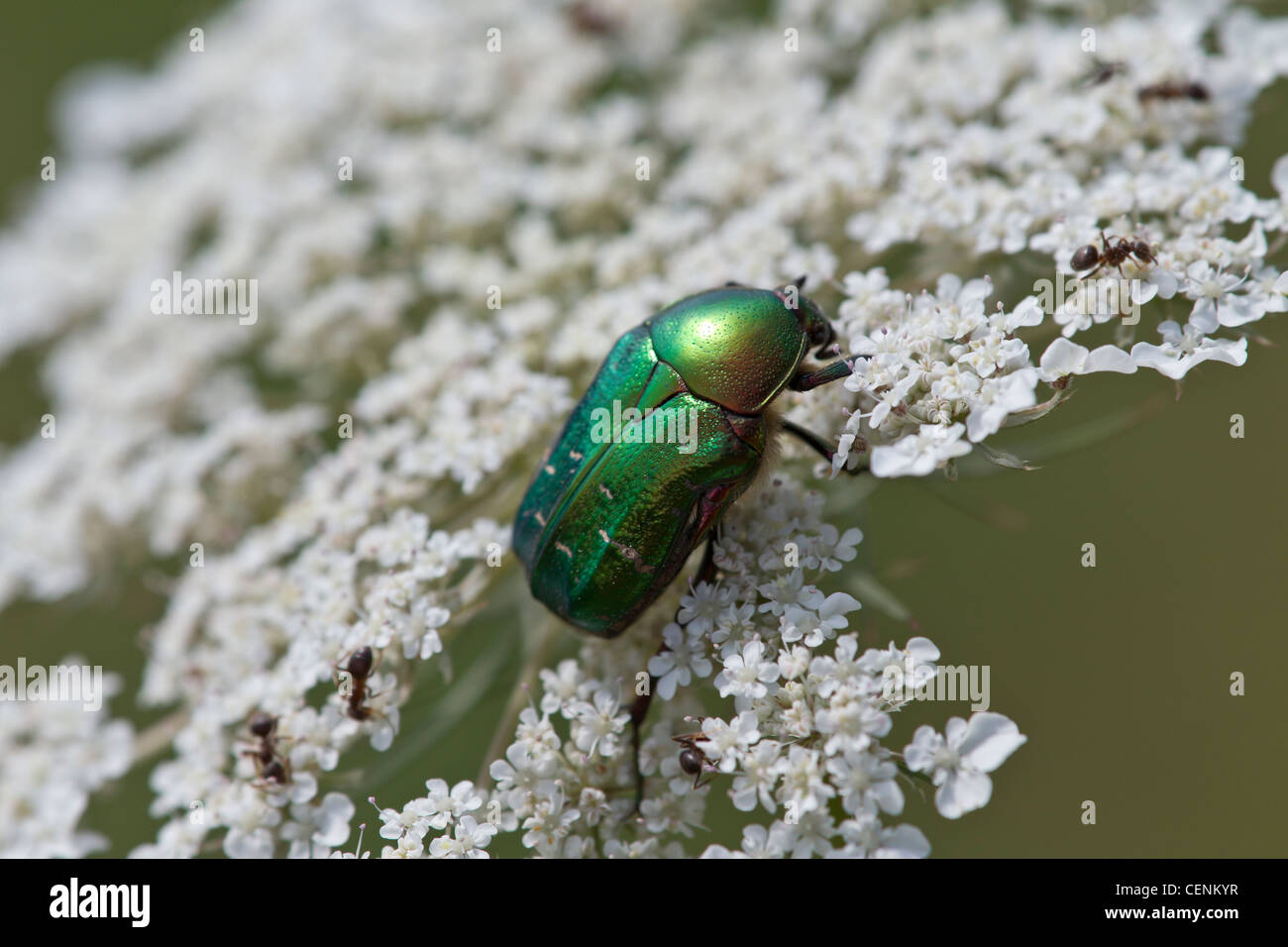 Rosenkaefer, Cetoniinae, Flower Chafers Stock Photo: 43502587 - Alamy