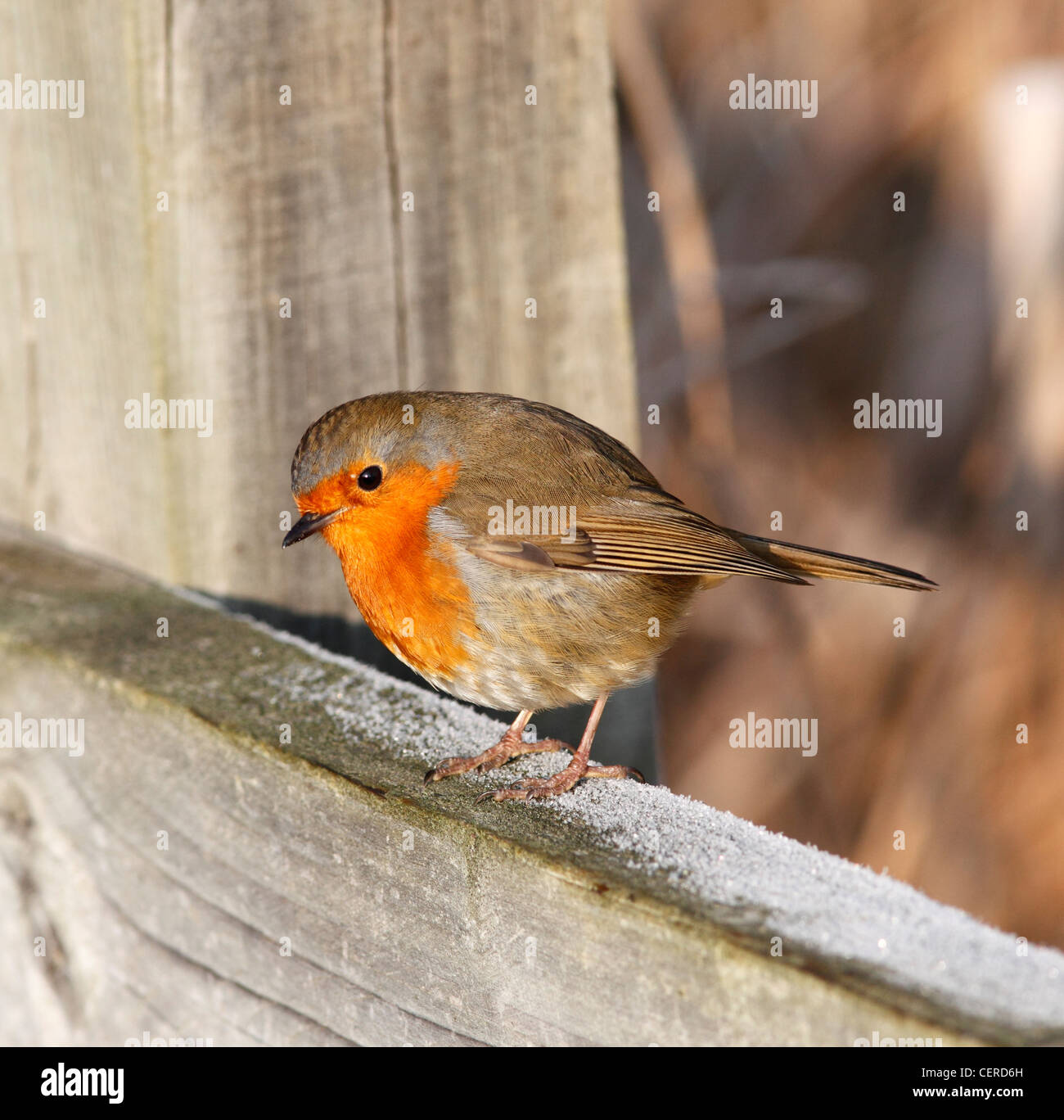 robin-redbreast-on-fence-in-winter-CERD6