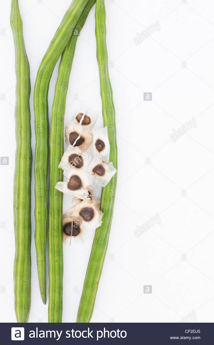 Moringa oleifera . Indian drumstick tree . The Horseradish tree seed