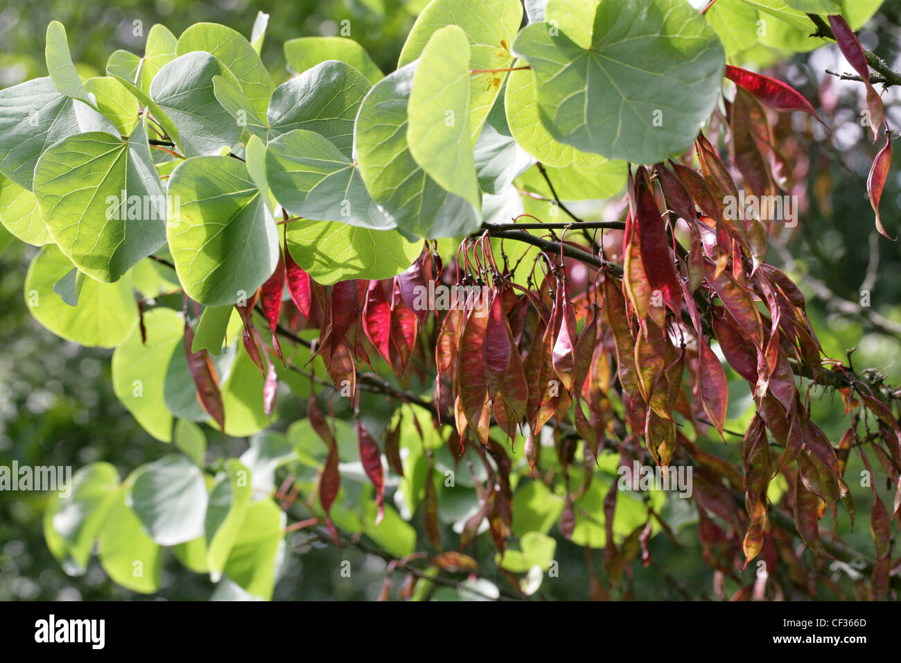 Seed Pods of the Judas Tree, Cercis siliquastrum, Fabaceae Stock Photo