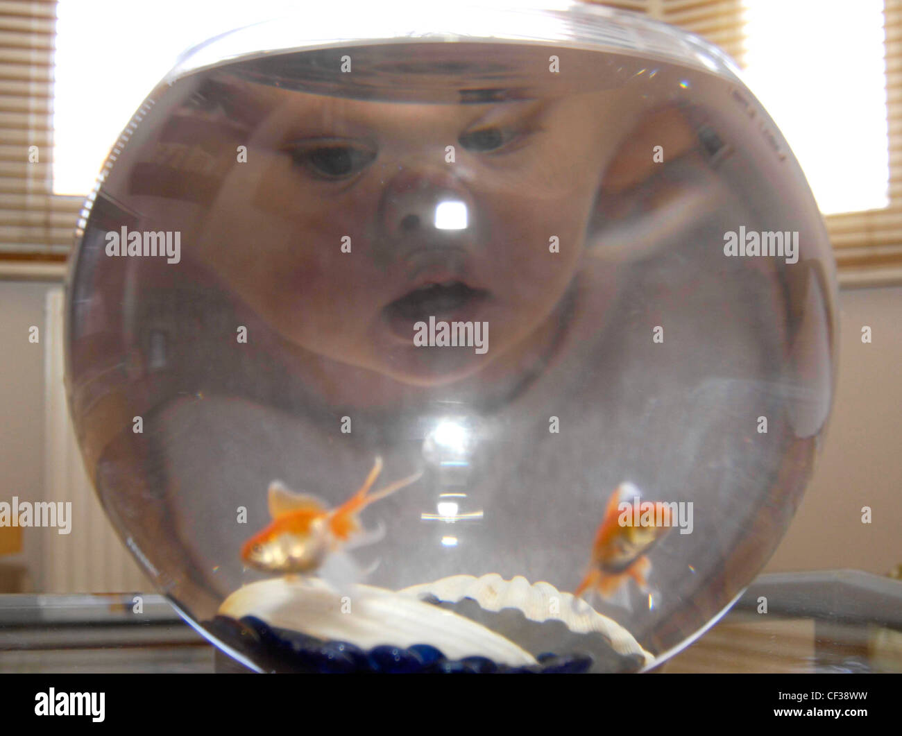 a-young-toddler-watching-goldfish-in-a-glass-bowl-her-face-is-distorted-CF38WW.jpg