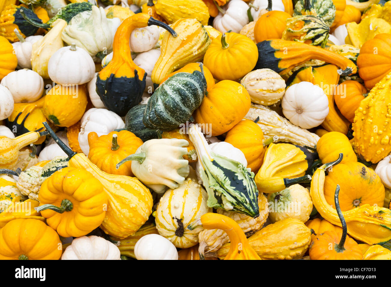 just picked colored gourds of assorted types ready for sale as fall decorations - Fall Decorations For Sale just picked colored gourds of assorted types ready for sale as fall decorations - Fall Decorations For Sale
