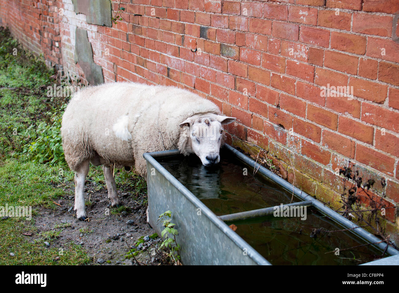 Sheep drinking at water trough Stock Photo 43834060 Alamy