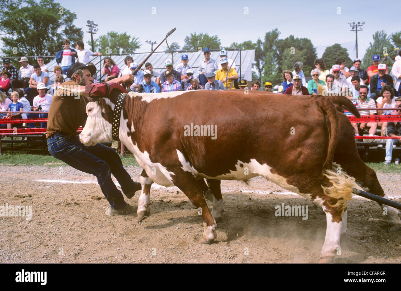 County fair ox pulling competition, Berwick, Nova Scotia, Canada Stock
