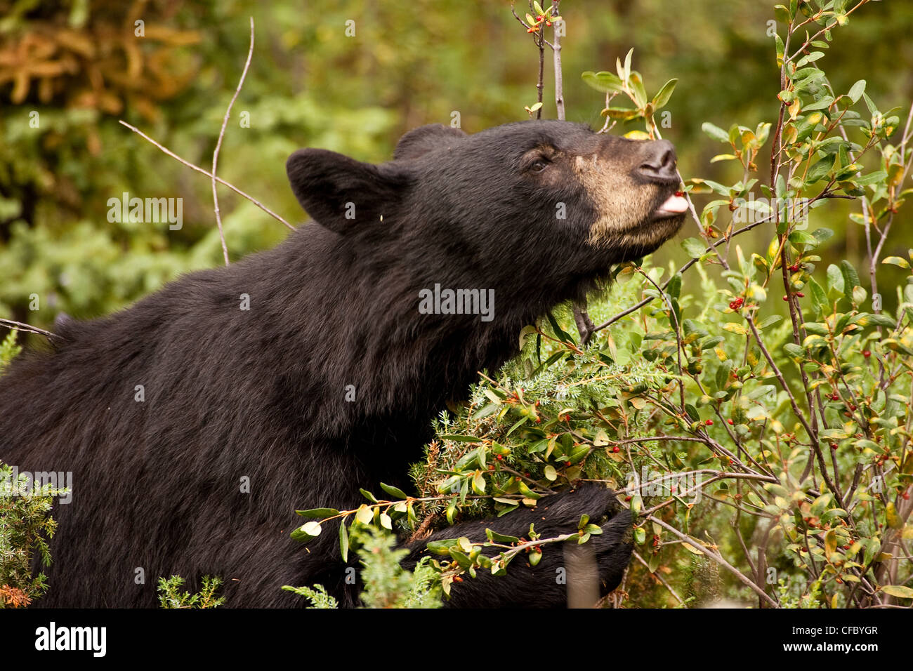 Black Bear (ursus americanus) eating berries from bush Stock Photo