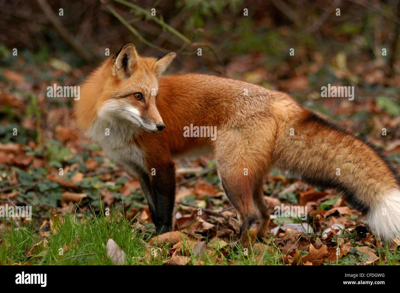 red fox in fall leaves Ohio Stock Photo, Royalty Free Image: 43939212