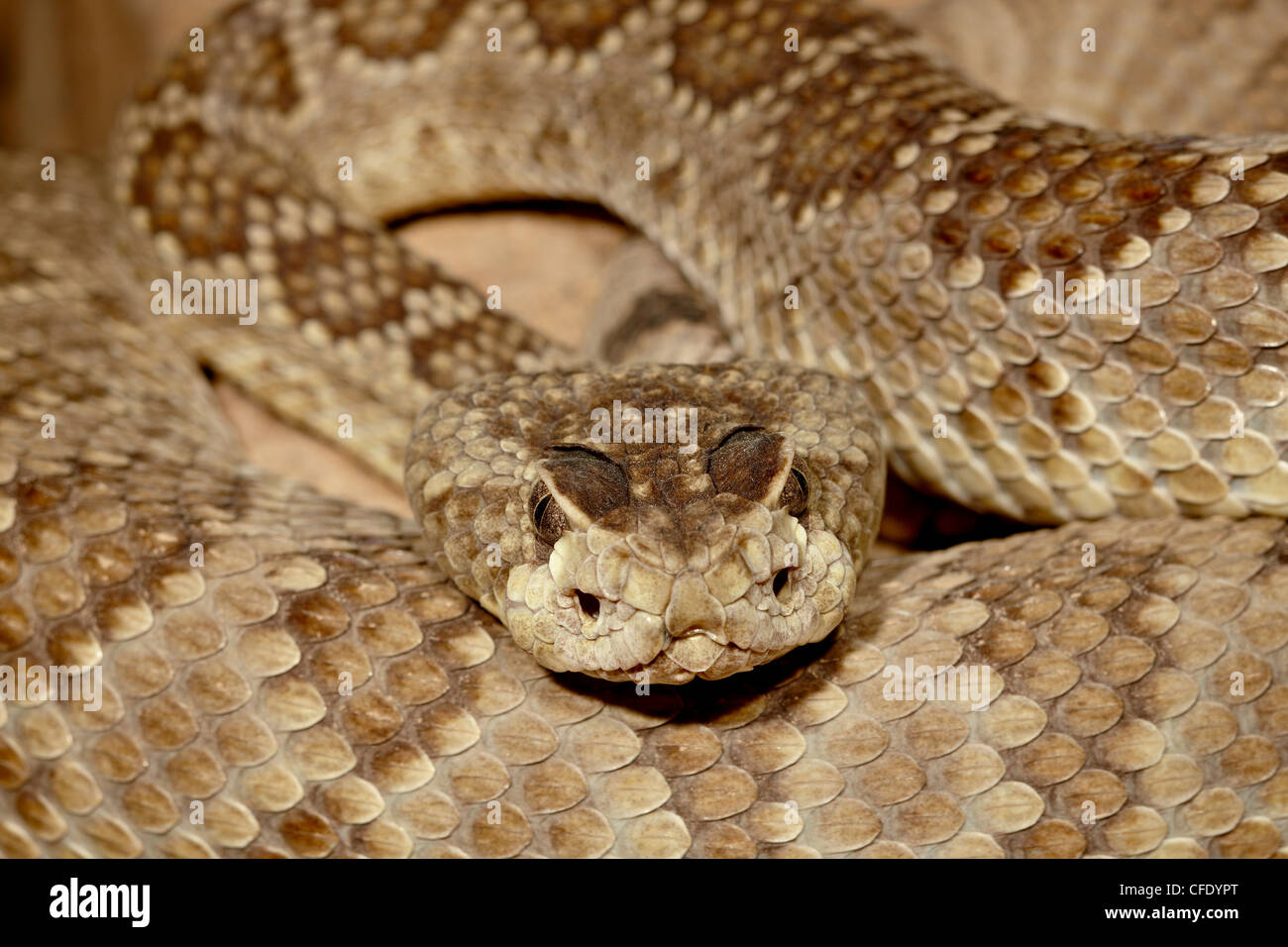 Mojave rattlesnake (Crotalus scutulatus) in captivity, Arizona Sonora