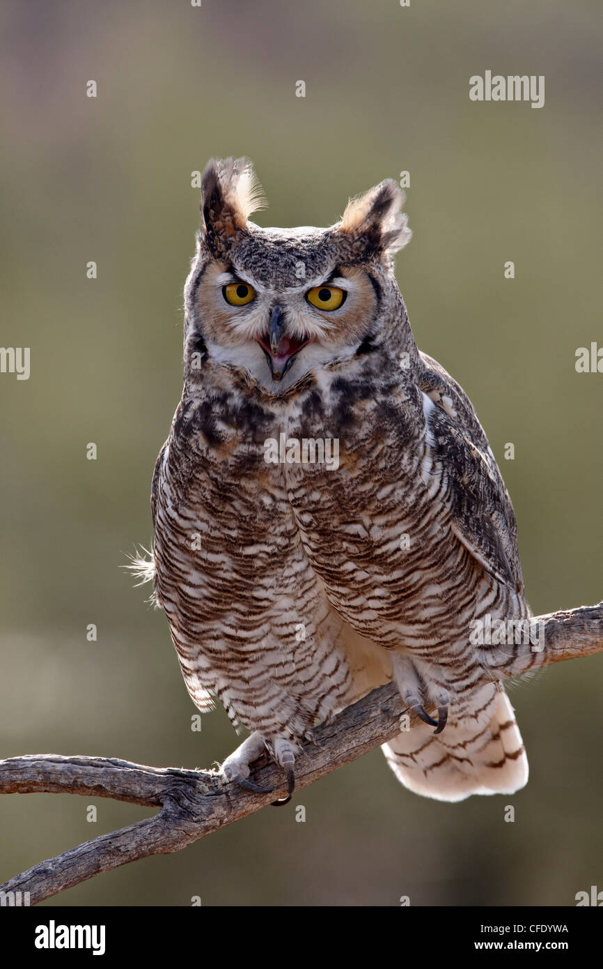 Great Horned Owl Bubo Virginianus In Captivity Arizona Sonora Desert