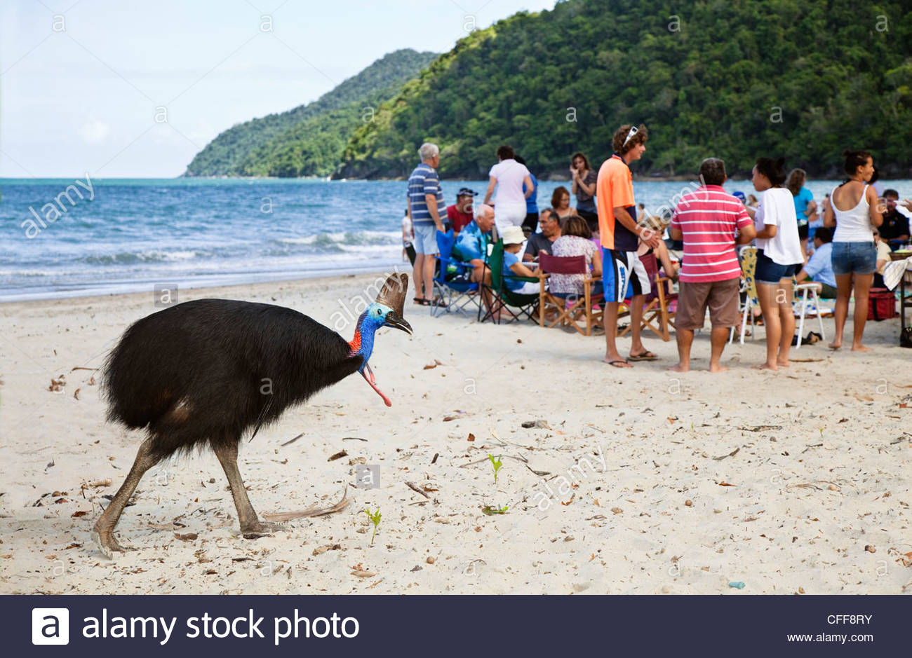 Image result for southern cassowary on beach