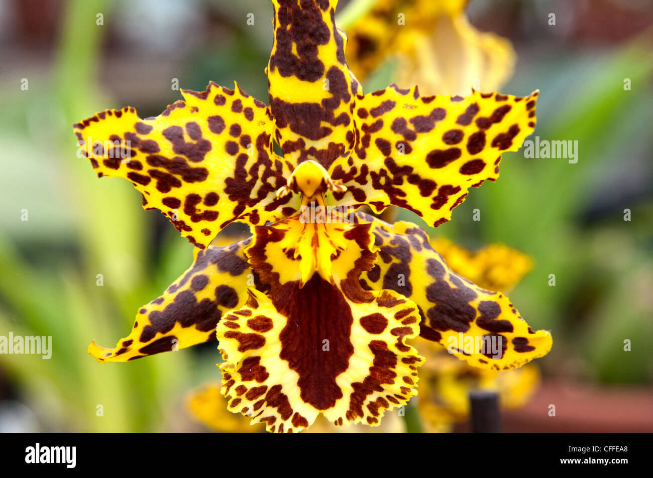 orchids yellow and maroon orchid stock photo  royalty free