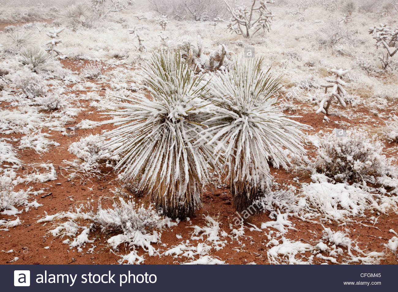 snow-in-desert-on-yucca-arizona-CFGM45.jpg
