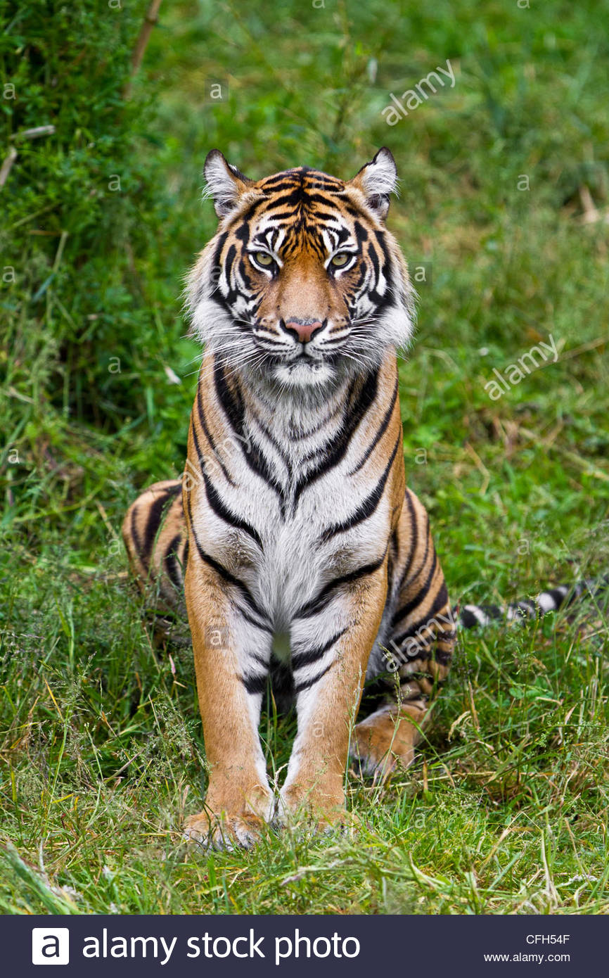 Portrait of an adult female Sumatran tiger sitting Stock Photo, Royalty Free Image 44017807 Alamy