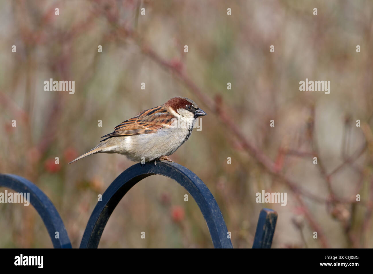 House Sparrow Passer Domesticus Male In Farm Hedgerow Stock Photo Alamy