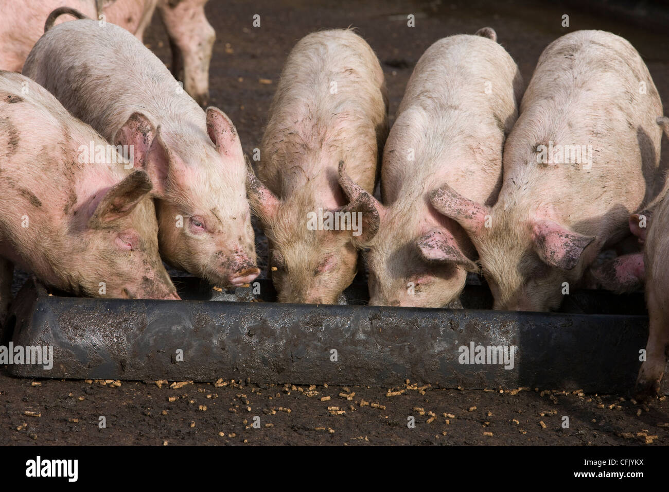 pigs-feeding-from-a-metal-trough-at-feed