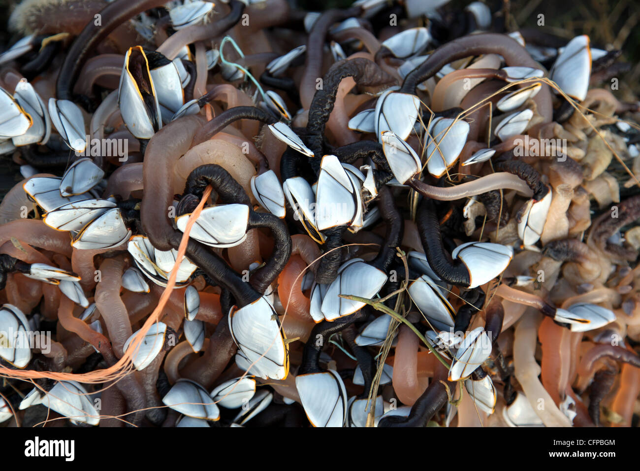 Goose barnacles order Pedunculata stalked barnacles or gooseneck Stock