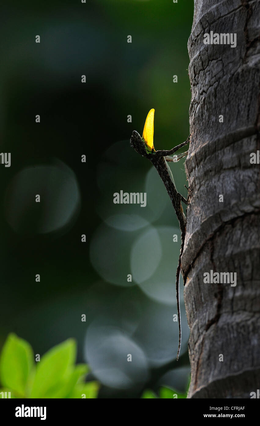 Draco dussumieri Stock Photo, Royalty Free Image 44159879 Alamy