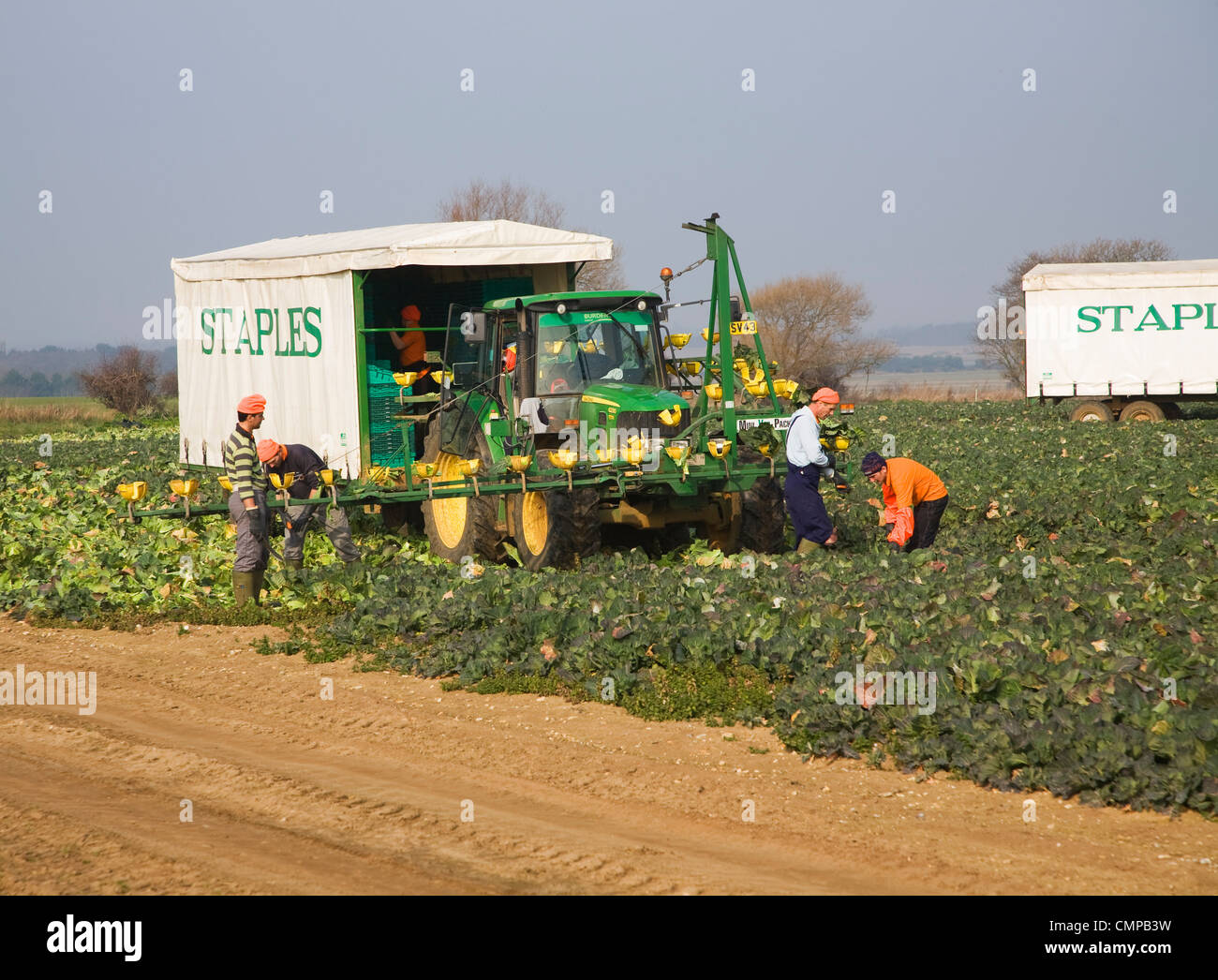 Staples vegetable harvester and team of workers, Iken, Suffolk Stock