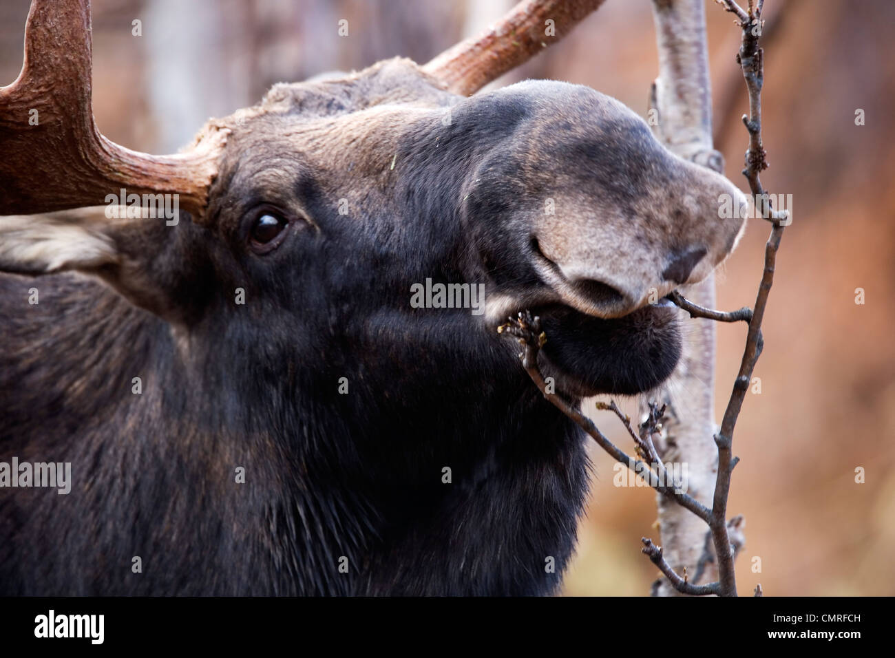 Young Bull Moose Eating Twigs, Gaspesie National Park, Quebec Stock