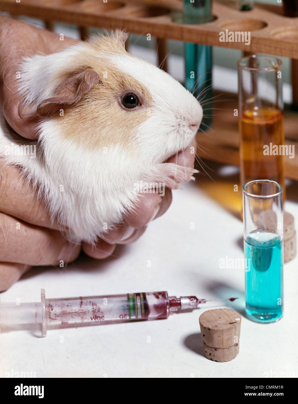 Guinea Pig Experiment Guinea Pig Experiment