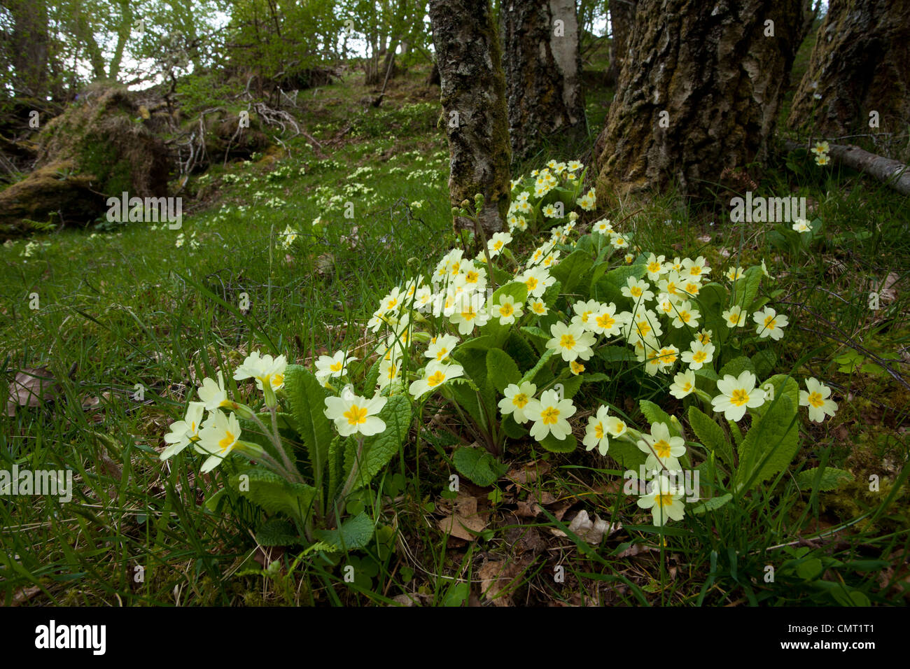 Primrose flowers in native Scottish woodland Stock Photo, Royalty Free