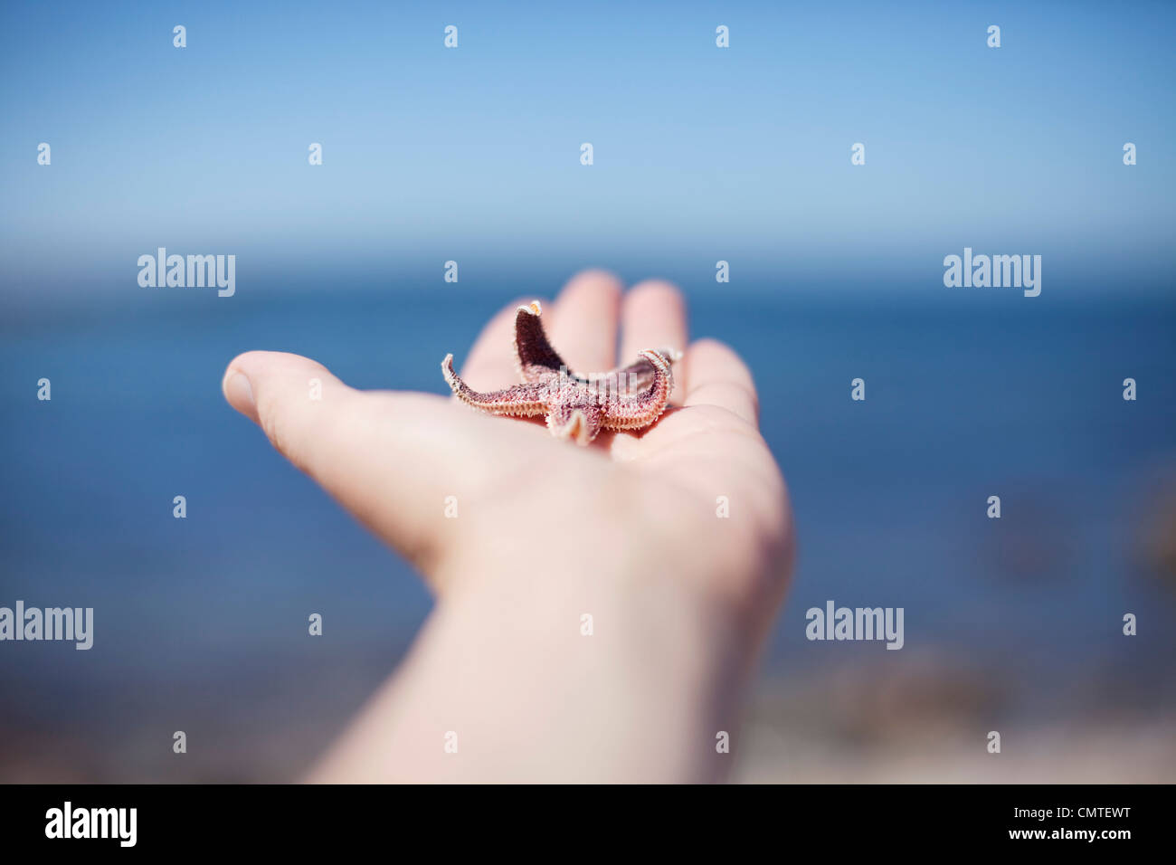 Human hand holding a sea fish Stock Photo, Royalty Free Image 47252404