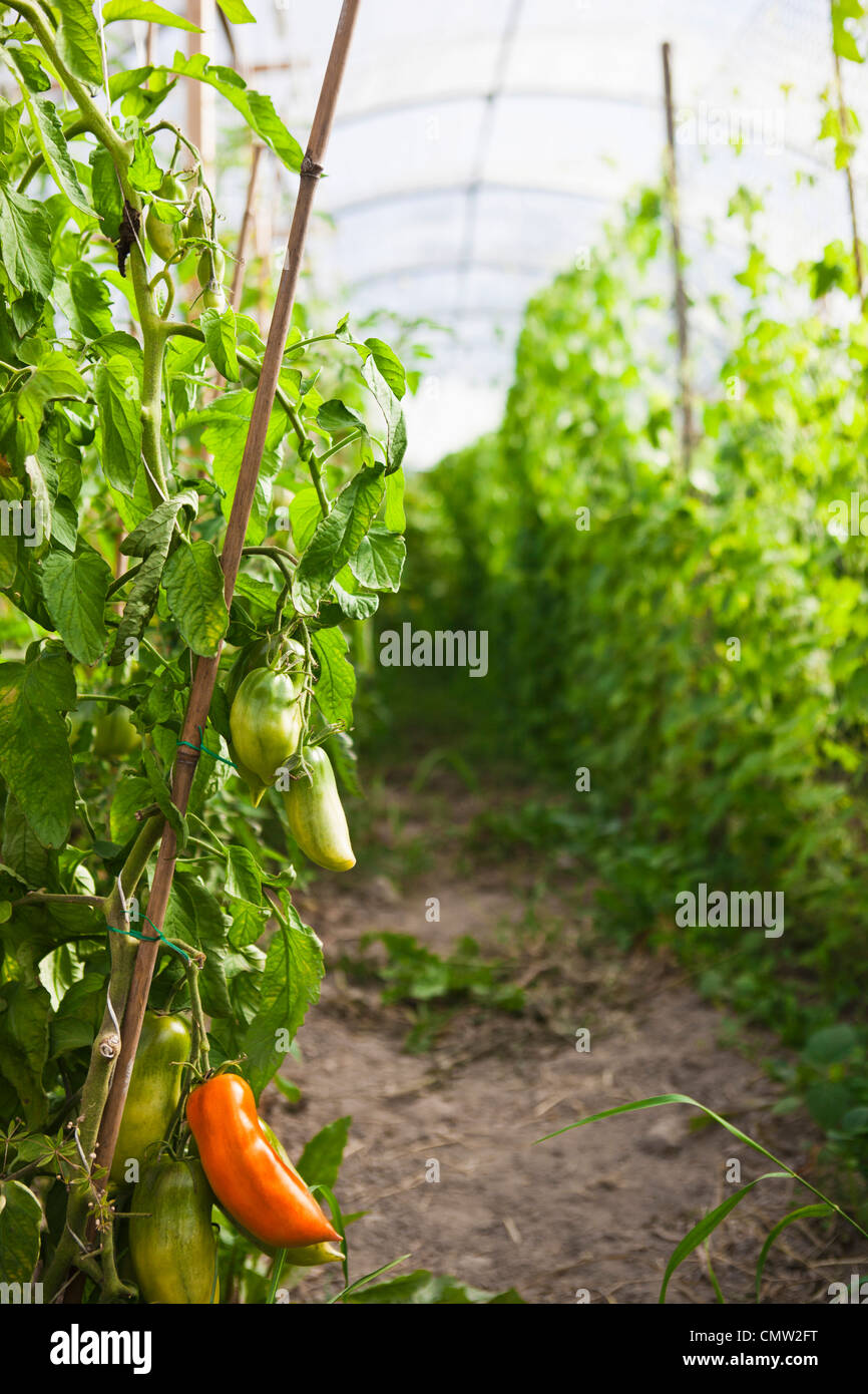 Chili pepper in greenhouse Stock Photo, Royalty Free Image 47264668
