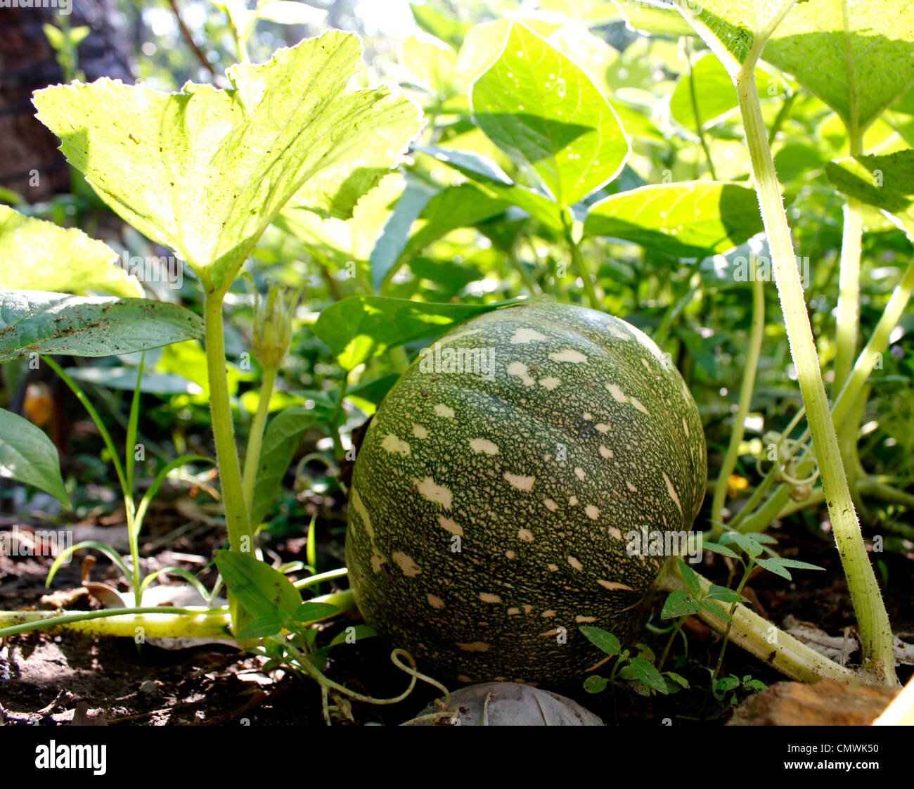 A pumpkin creeper bearing a full grown pumpkin Stock Photo, Royalty