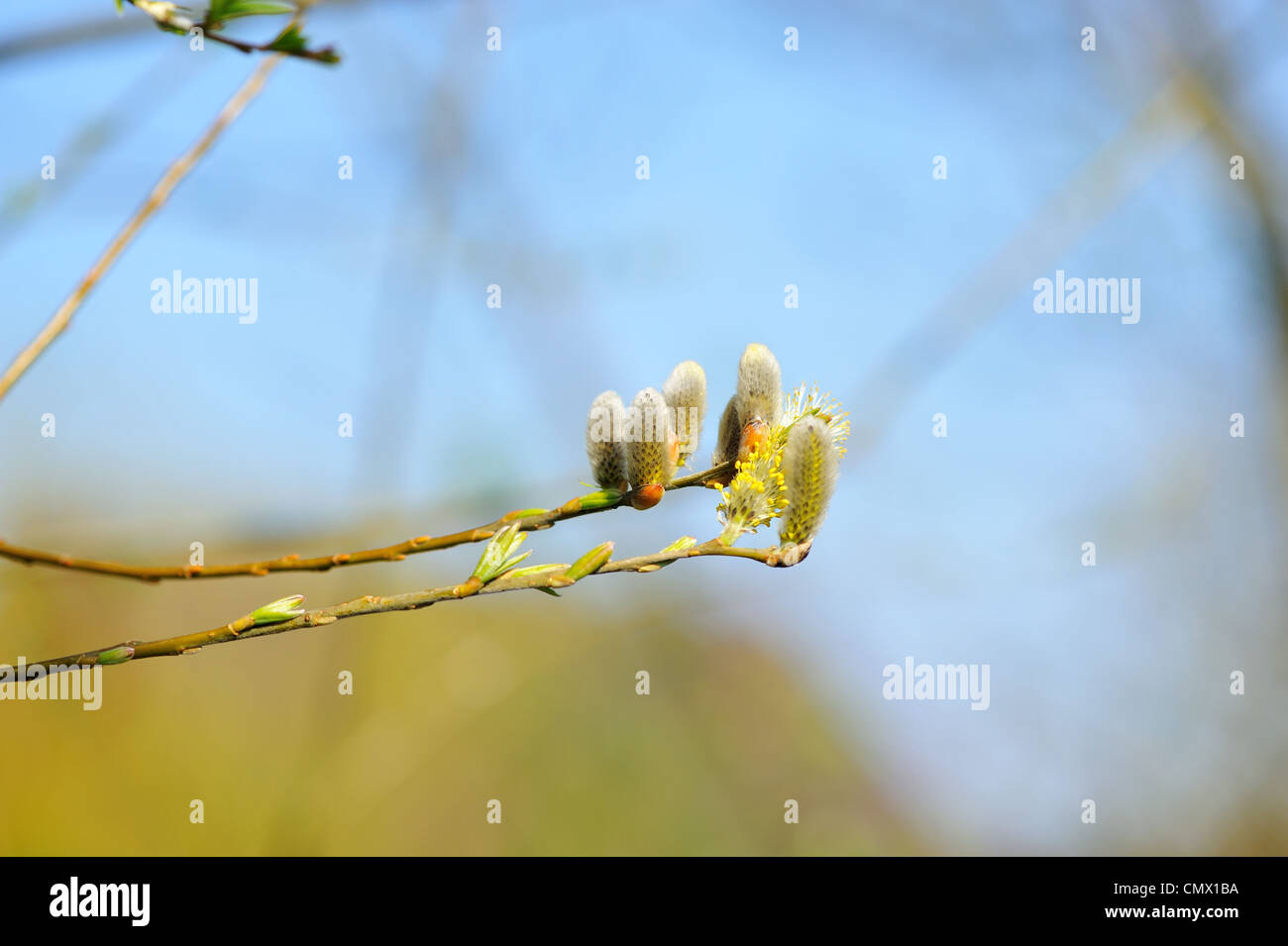 Spring Buds Pussy Willow Stock Photo Alamy