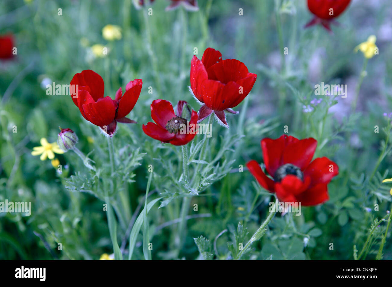 Wild flowers in Iraqi Kurdistan Stock Photo, Royalty Free Image 47409110 Alamy