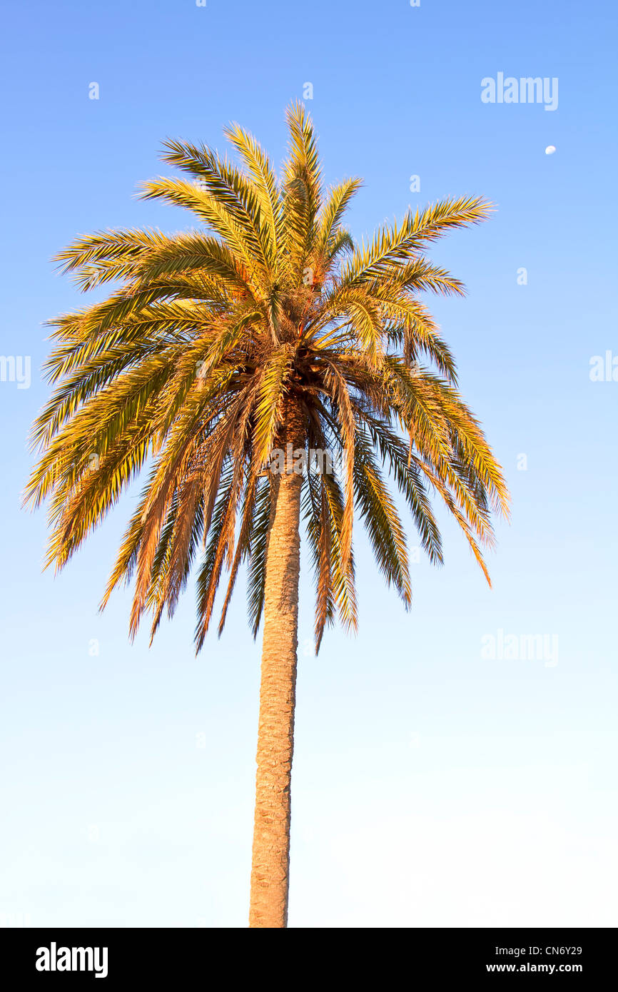 Canary Island Date Palm Phoenix Canariensis Stock Photo Alamy