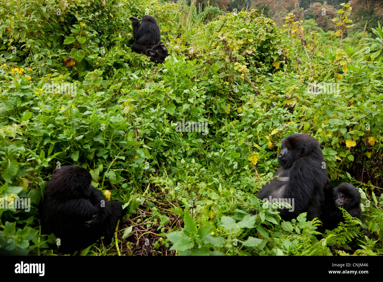 Africa Rwanda Female And Juvenile Mountain Gorillas Of The Umubano