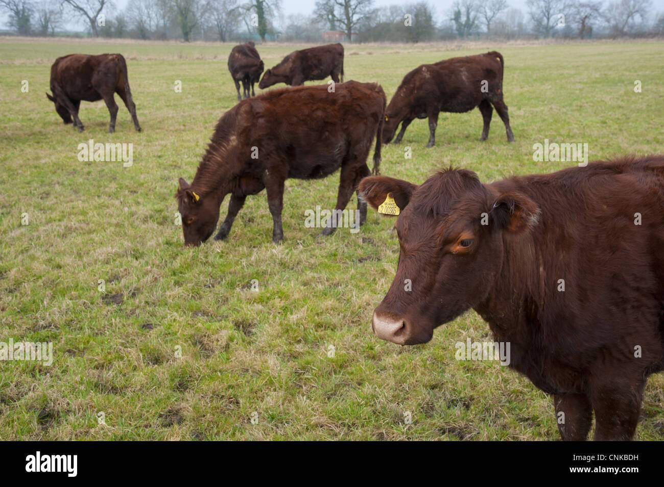 Dual Purpose Breed Of Cattle Hi Res Stock Photography And Images Alamy