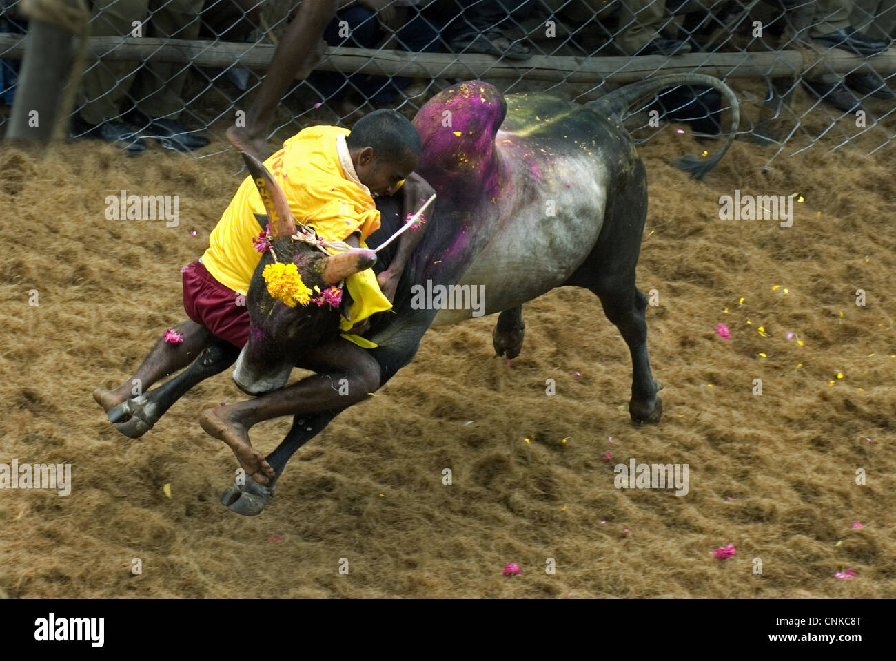 domestic-cattle-zebu-bos-indicus-bull-man-attempting-hold-onto-hump-CNKC8T.jpg