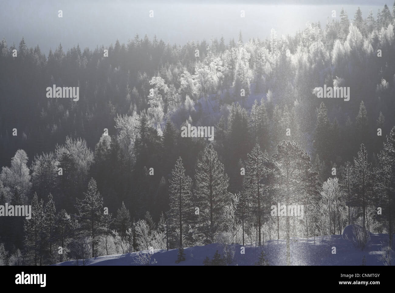 Diamond Dust' meteorological phenomenon caused by groundlevel cloud