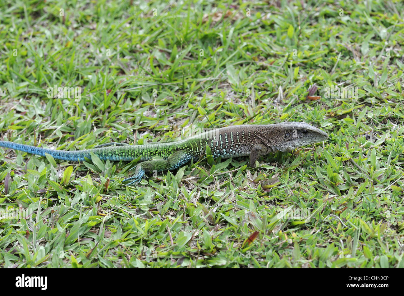 Giant Ameiva (Ameiva ameiva) adult male, in breeding colours Stock