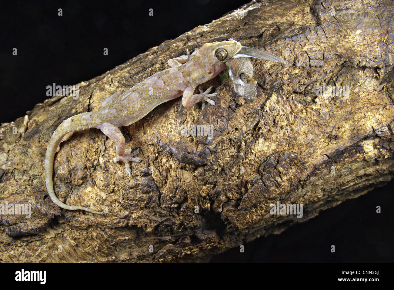 moreau's tropical house gecko (hemidactylus mabouia) adult moreau's tropical house gecko (hemidactylus mabouia) adult