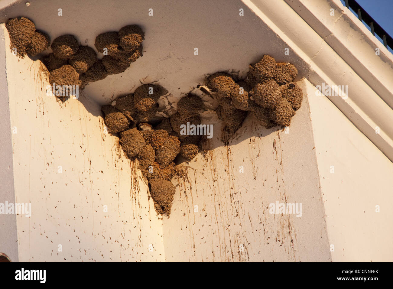 House Martin nests on building, some occupied by House Sparrows Stock