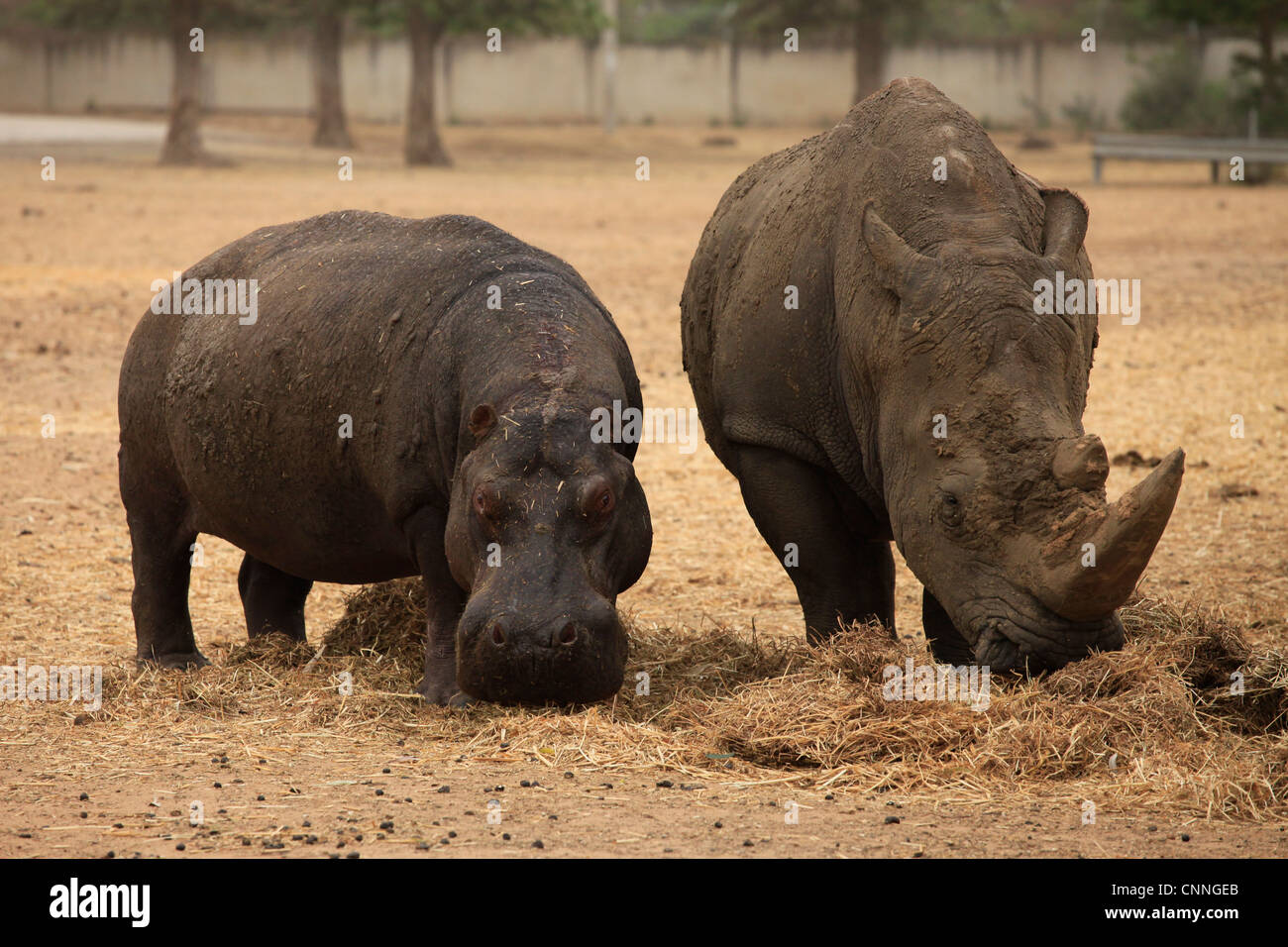http://c8.alamy.com/comp/CNNGEB/a-rhino-and-a-hippo-eating-together-at-the-open-african-park-of-ramat-CNNGEB.jpg